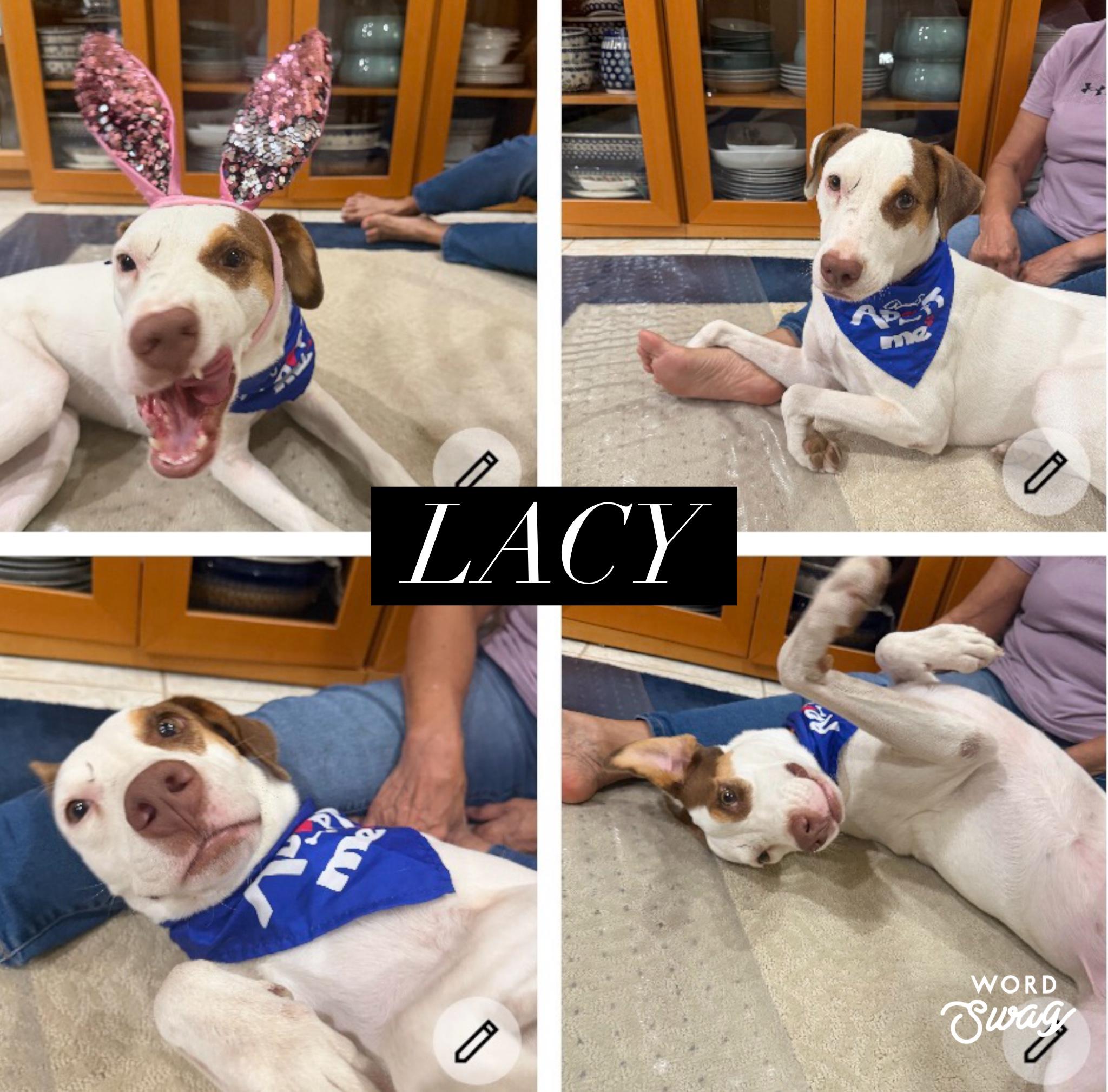 Enlarge Lacy, a Adoptable mixed breed in canyon lake, TX image 1/1