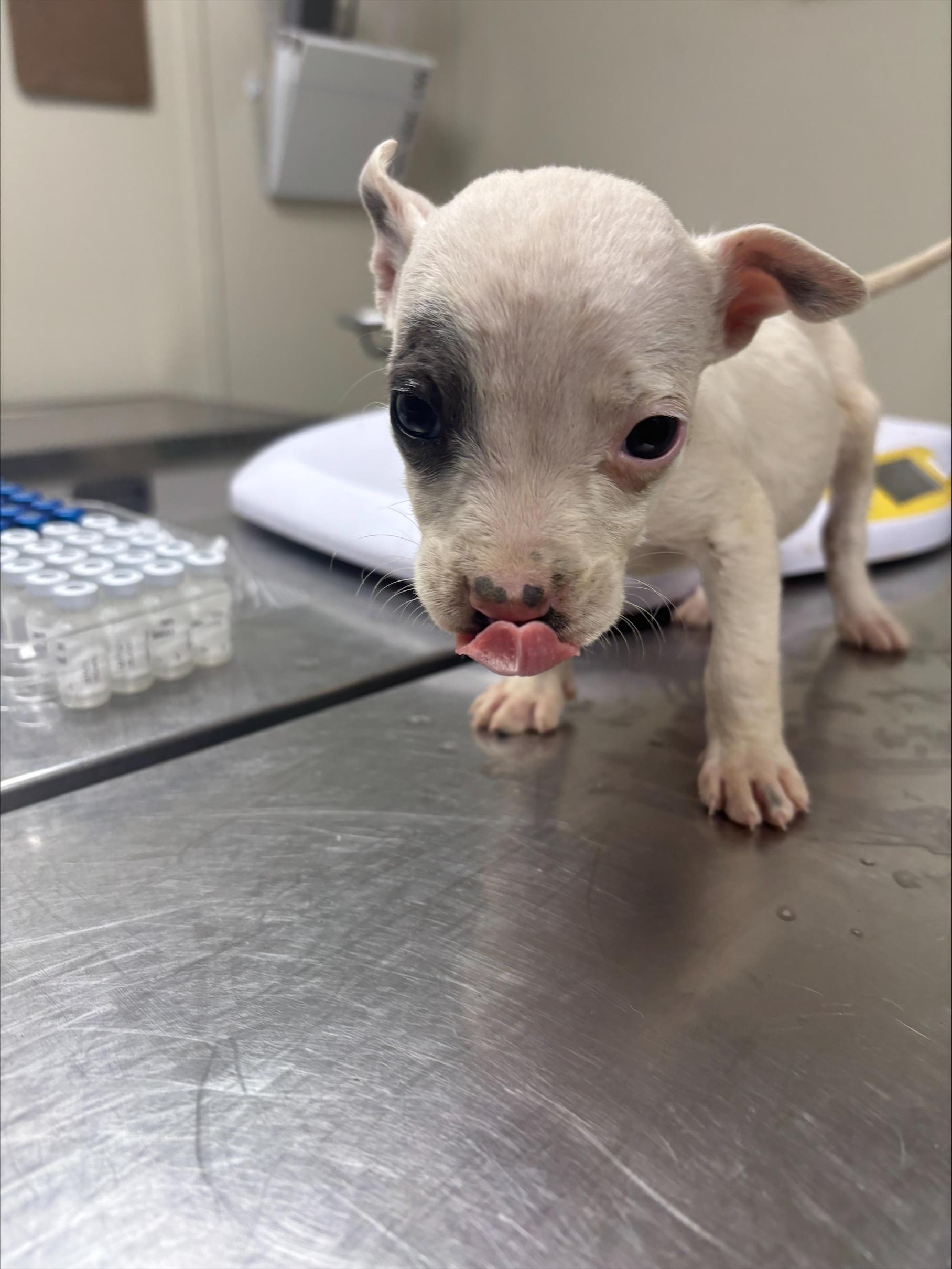 Mia, ADOPTABLE, Puppy Female Terrier.