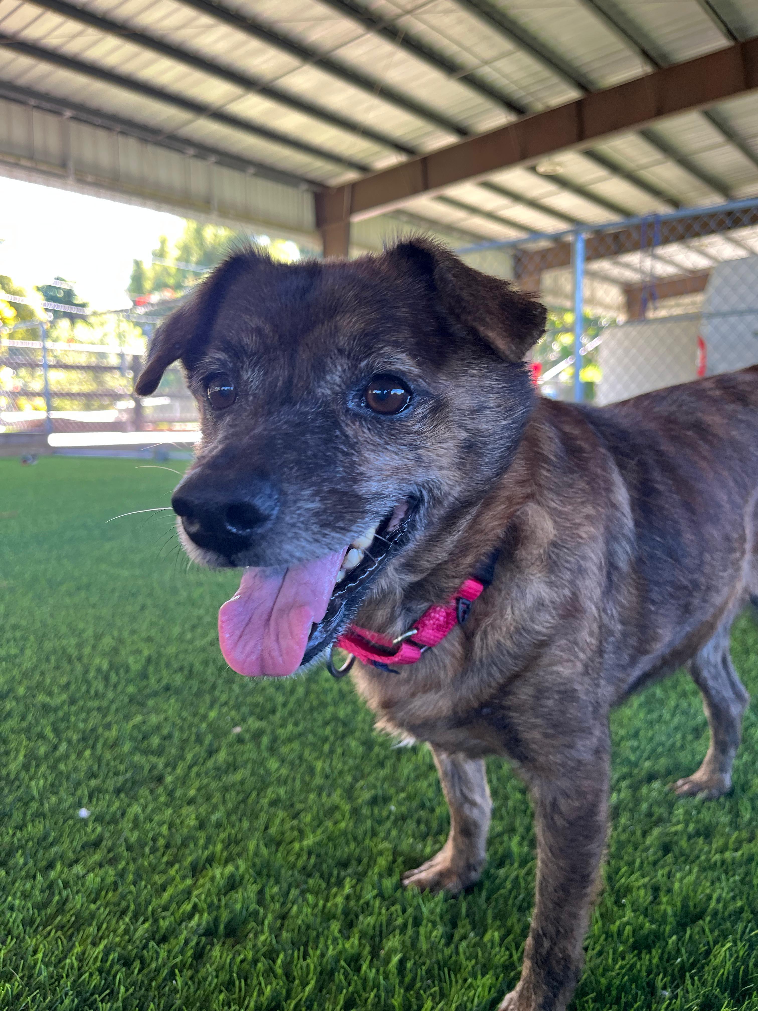 Pumbaa, a Adoptable mixed breed in Warwick, RI image 1/4