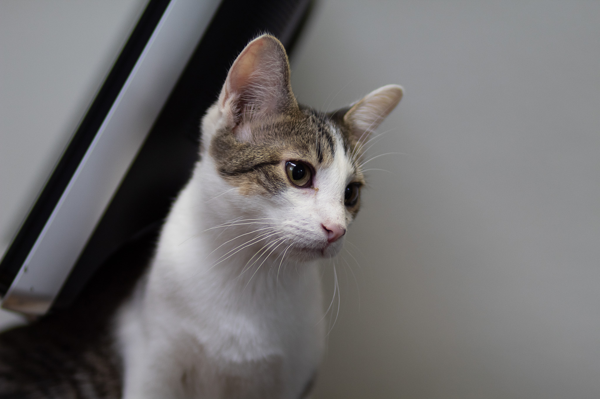 GB "Gutter Boy", a Adoptable Domestic Short Hair in Fort Worth, TX image 3/5