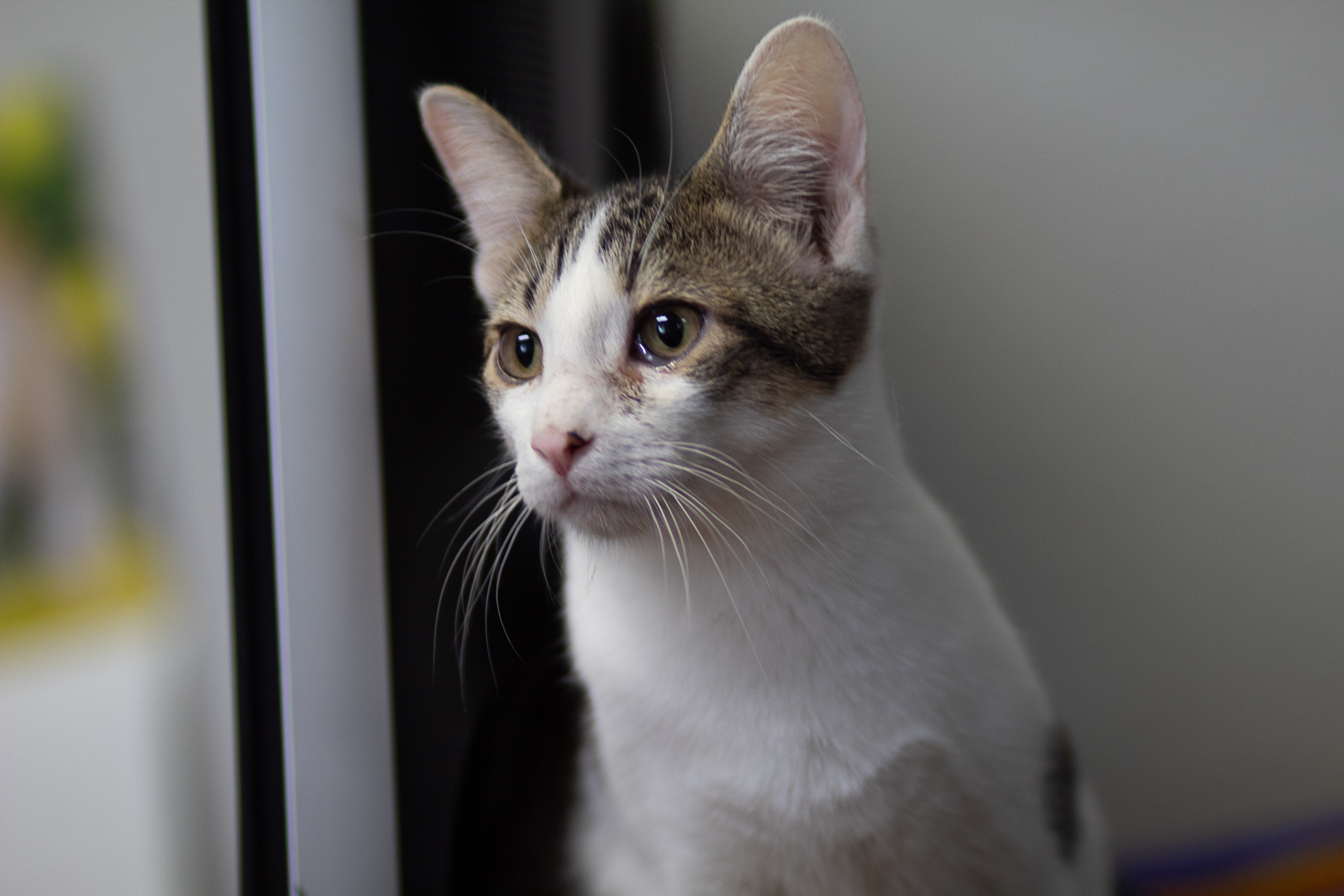 GB "Gutter Boy", a Adoptable Domestic Short Hair in Fort Worth, TX image 4/5