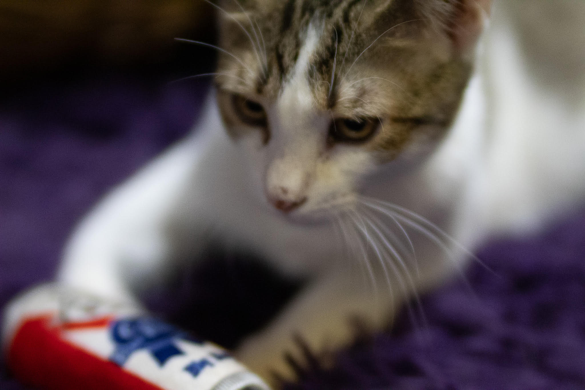 GB "Gutter Boy", a Adoptable Domestic Short Hair in Fort Worth, TX image 5/5