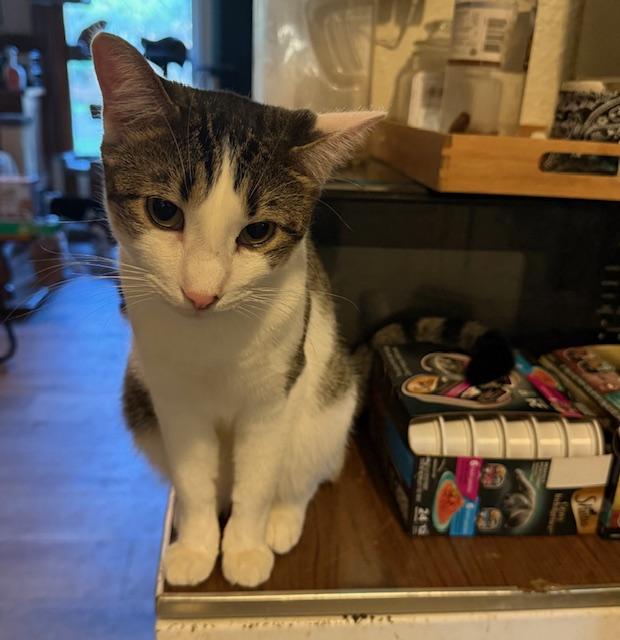 GB "Gutter Boy", a Adoptable Domestic Short Hair in Fort Worth, TX image 1/5