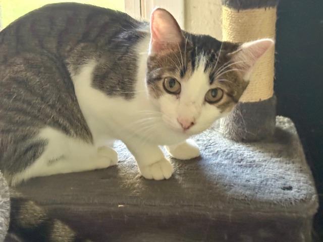 GB "Gutter Boy", a Adoptable Domestic Short Hair in Fort Worth, TX image 2/5