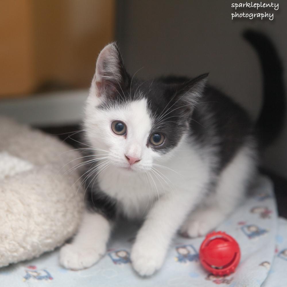 Enlarge Jordan, an adopted Domestic Short Hair in Ridgefield, CT image 1/5