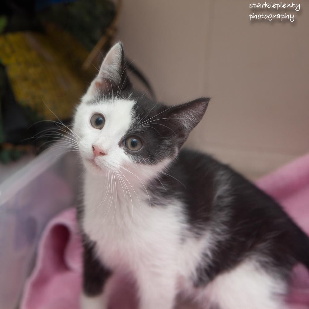 Enlarge Jordan, an adopted Domestic Short Hair in Ridgefield, CT image 2/5