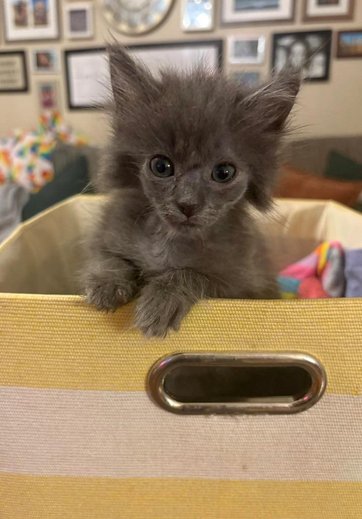 Sassy, Adoptable, Kitten Female Domestic Short Hair.