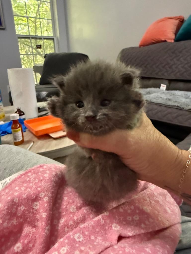 Enlarge Sassy, a Adoptable mixed breed in Newnan, GA image 2/4