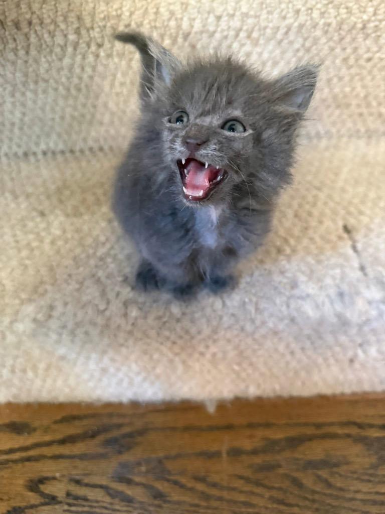 Enlarge Sassy, a Adoptable mixed breed in Newnan, GA image 3/4