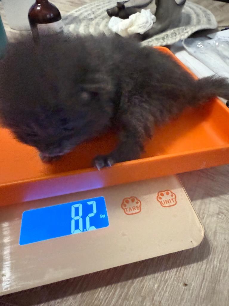 Enlarge Sassy, a Adoptable mixed breed in Newnan, GA image 4/4