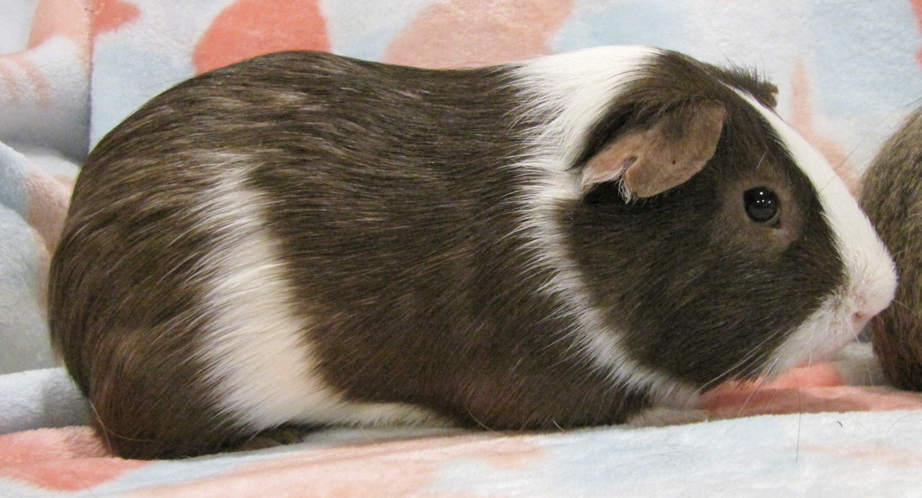 Enlarge Turbo, a Adopted Guinea Pig in Warren, MI image 1/4