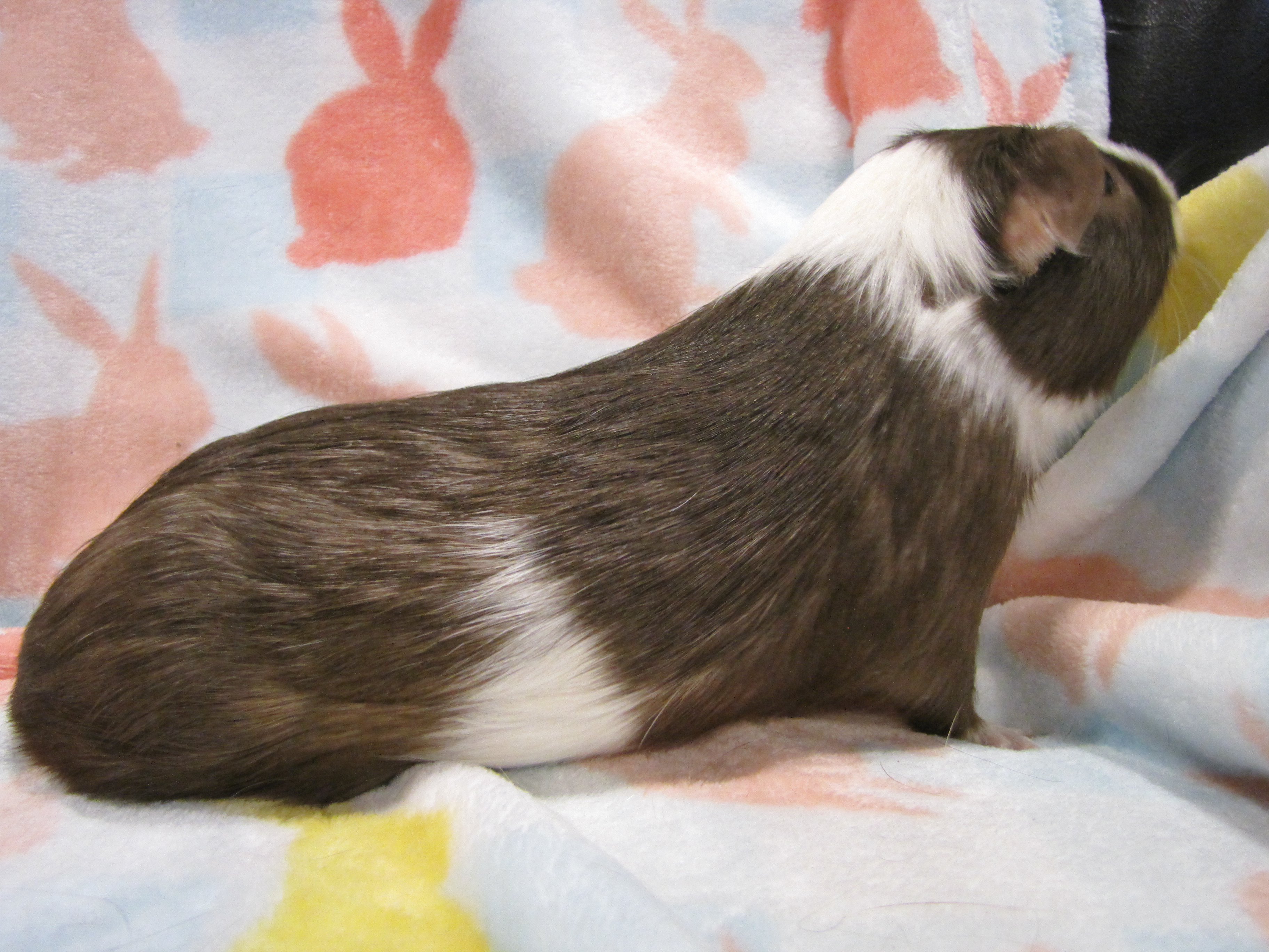 Enlarge Turbo, a Adopted Guinea Pig in Warren, MI image 2/4