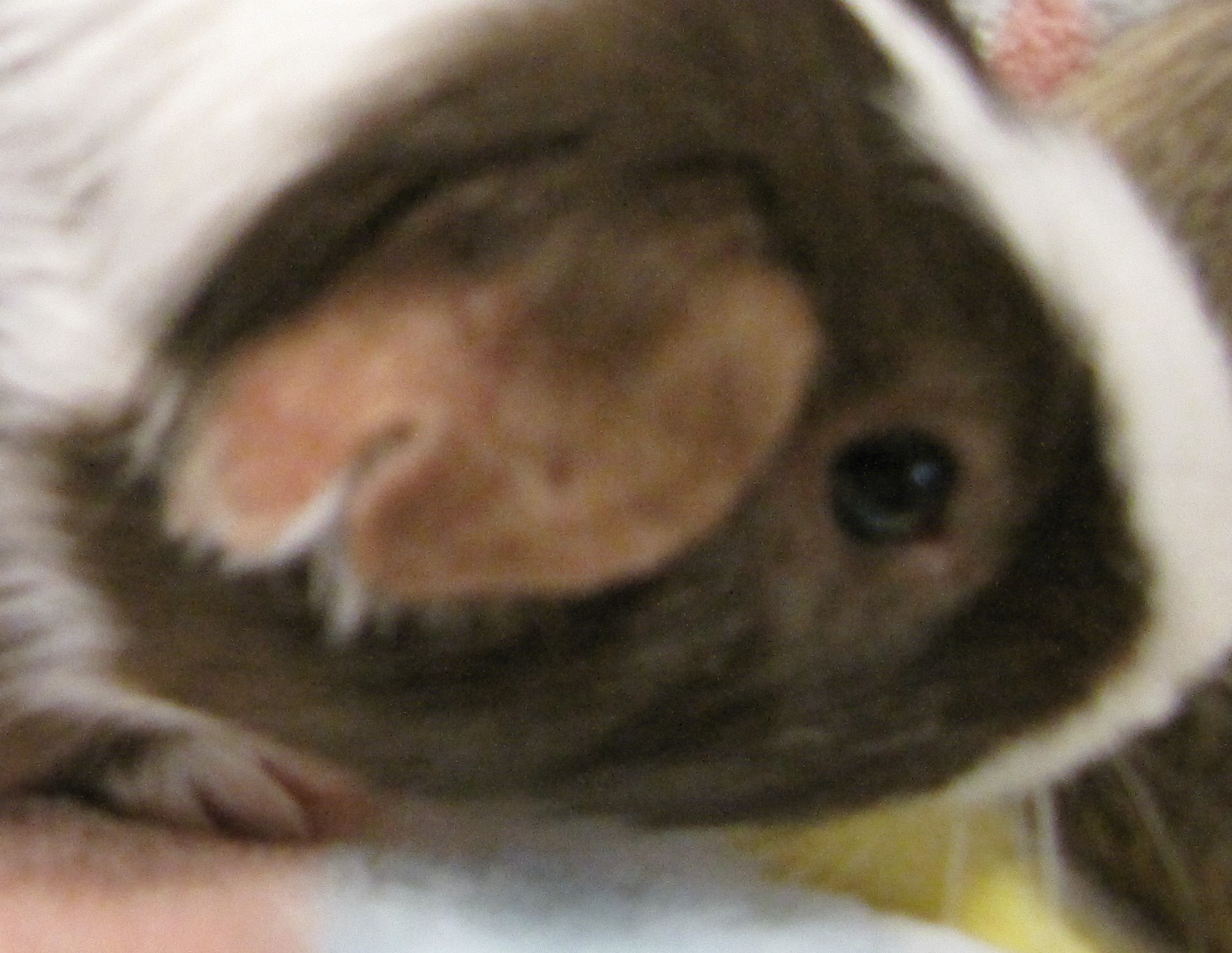 Enlarge Turbo, a Adopted Guinea Pig in Warren, MI image 3/4