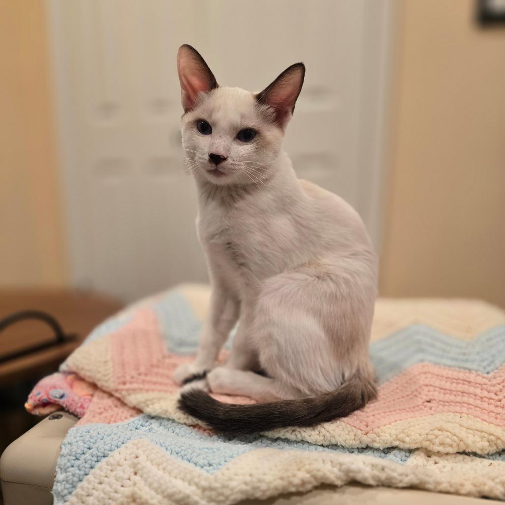 Enlarge Tim, a Adoptable mixed breed in Thousand Oaks, CA image 1/6
