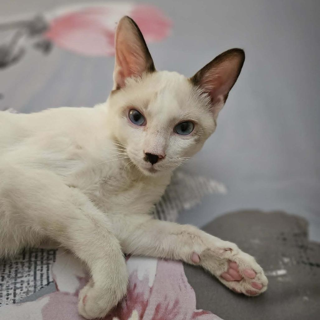 Enlarge Tim, a Adoptable mixed breed in Thousand Oaks, CA image 2/6