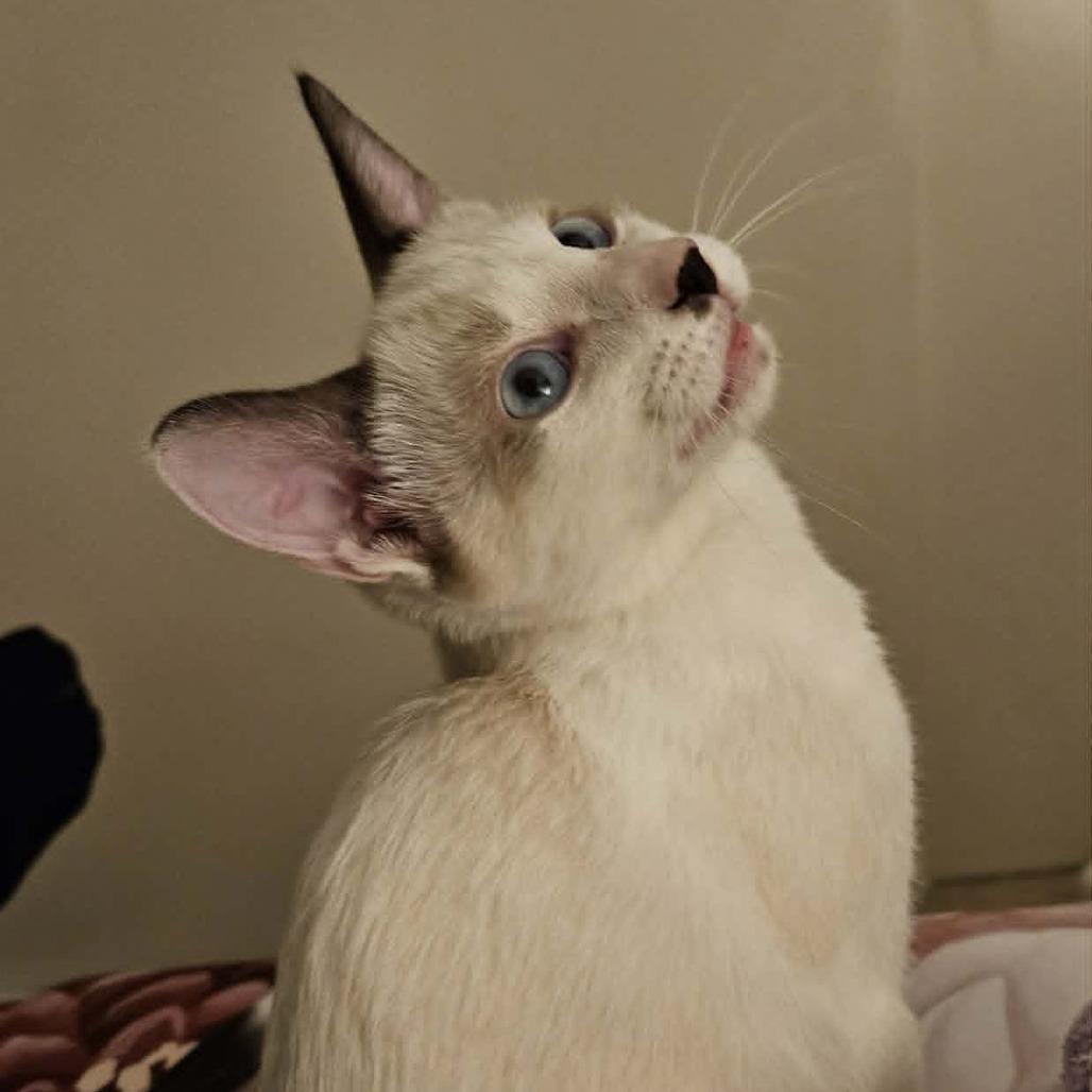 Enlarge Tim, a Adoptable mixed breed in Thousand Oaks, CA image 5/6