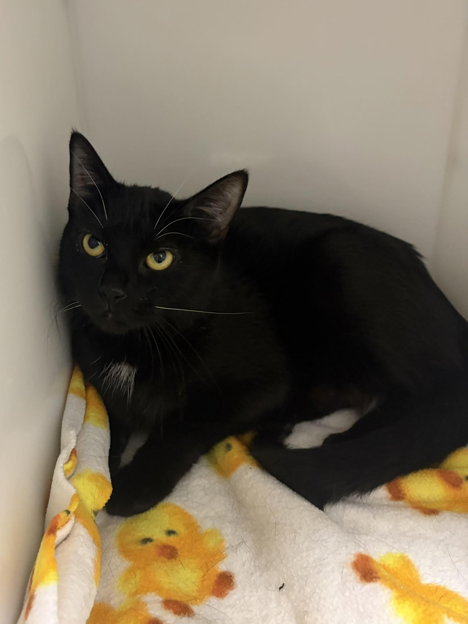 Enlarge Hera, an adopted Domestic Short Hair in Delson, QC image 1/1