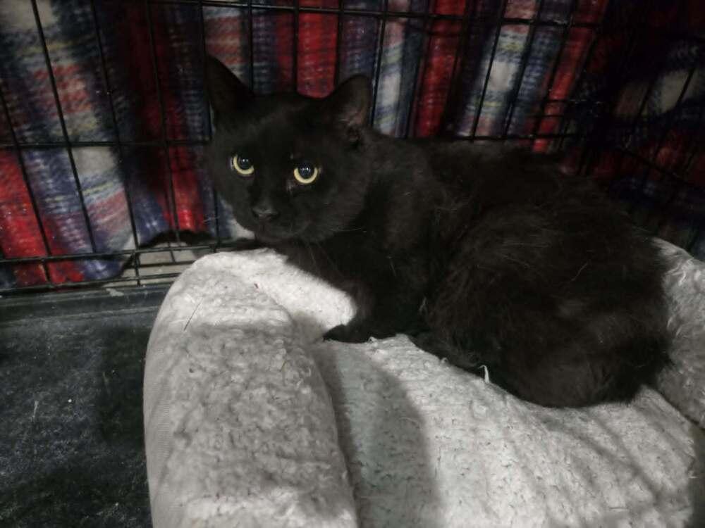 Porter, Adoptable, Adult Male Domestic Medium Hair.