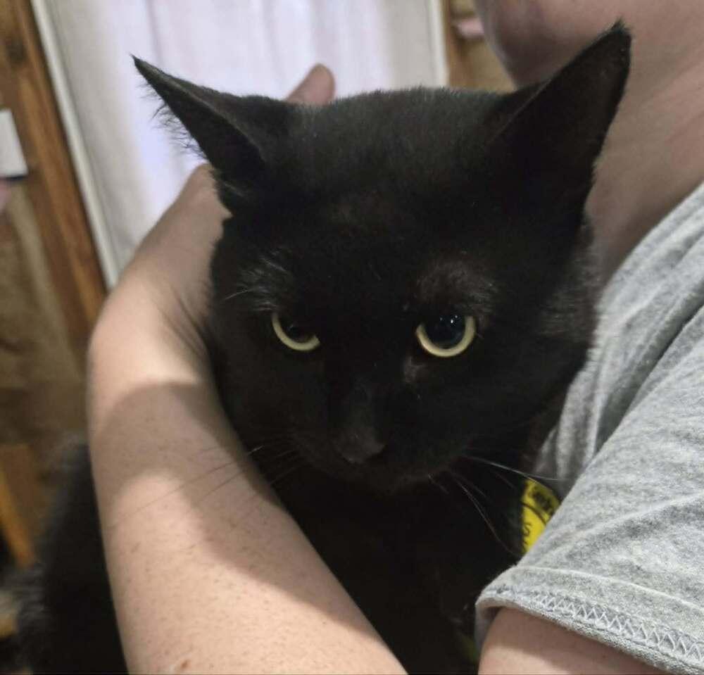 Porter, a Adoptable Domestic Medium Hair in Springdale, PA image 2/2