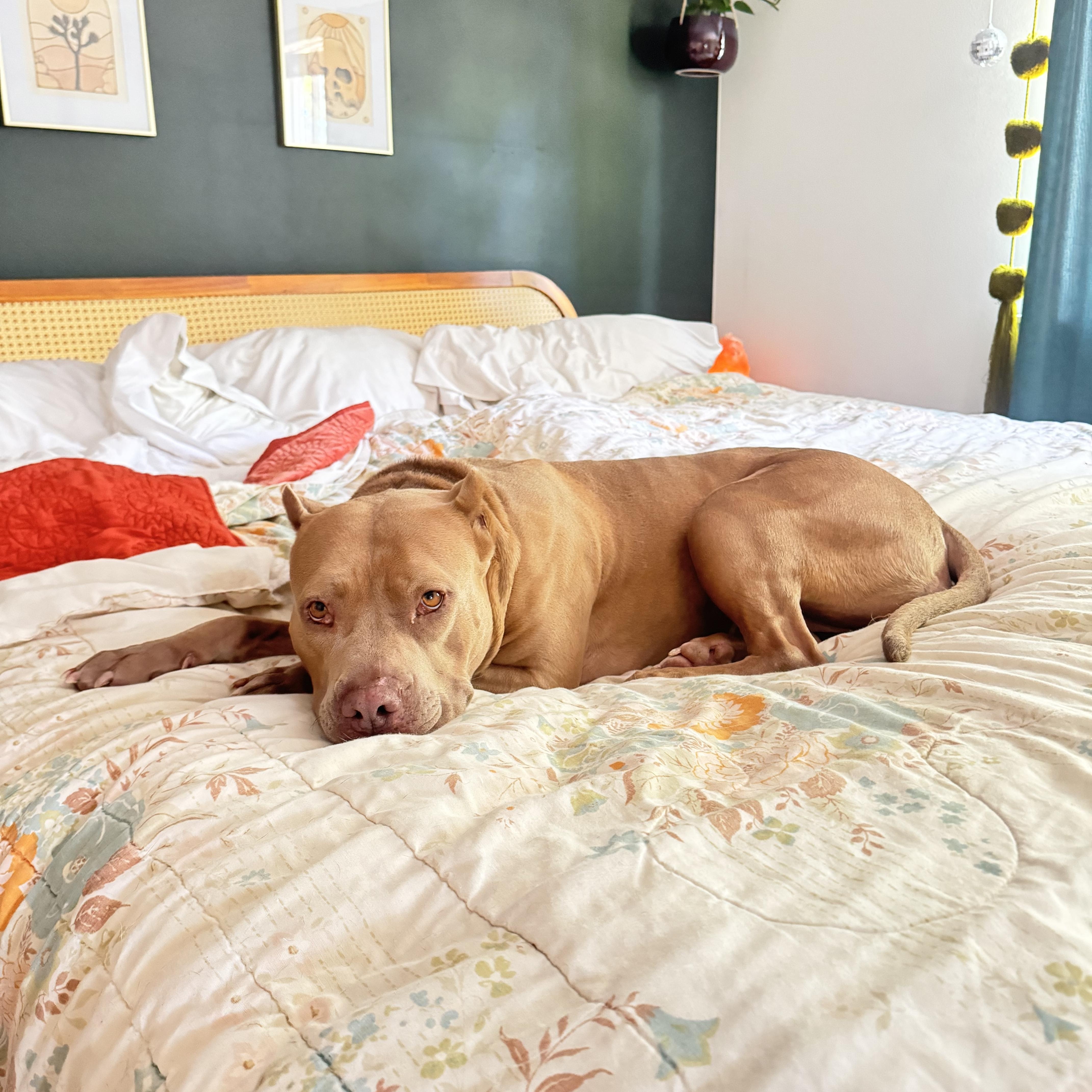 Enlarge Carmela, a Adoptable American Bully in Port Angeles, WA image 5/6