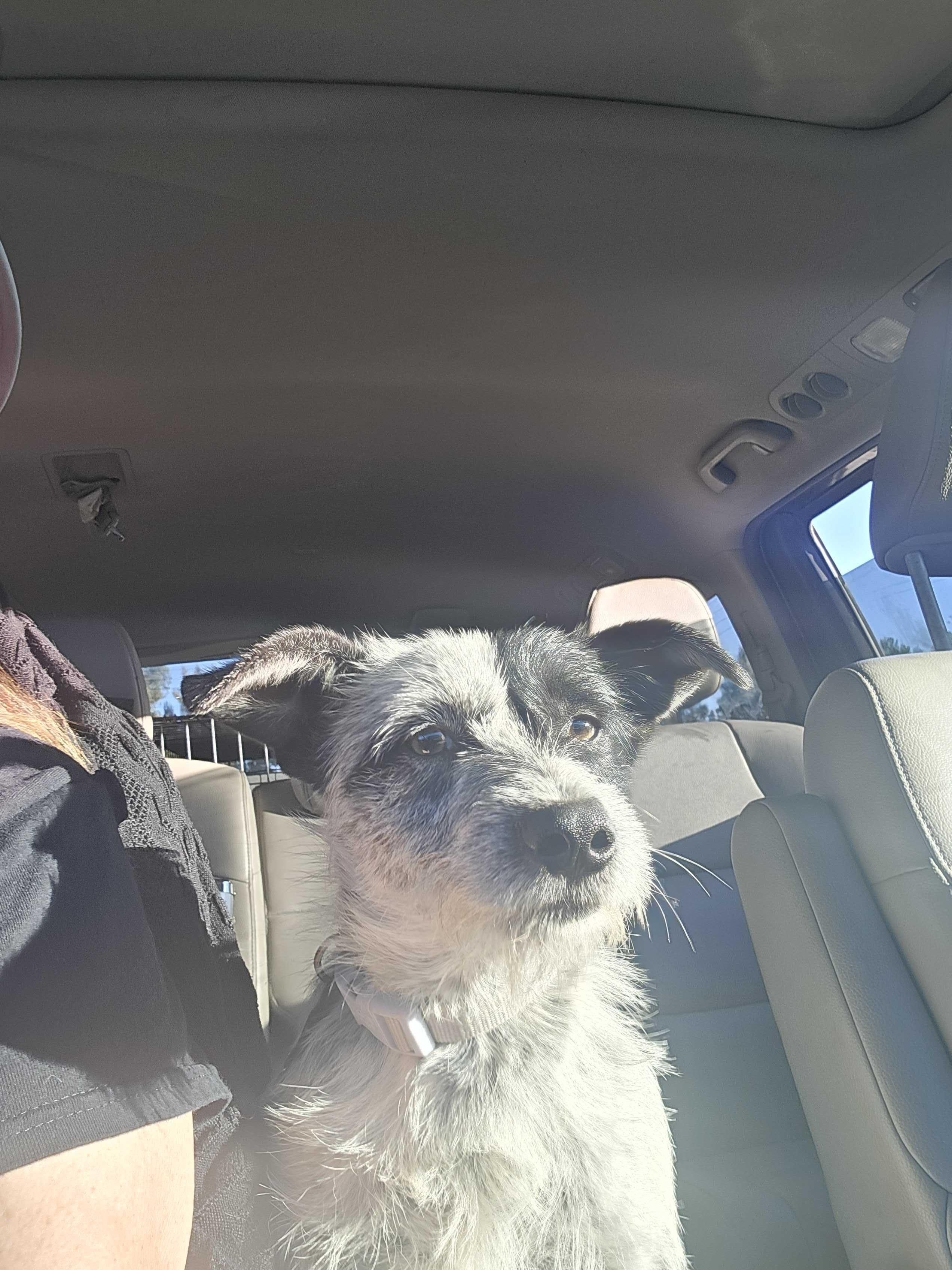 Henry, adopted, Young Male Australian Cattle Dog / Blue Heeler & Jack Russell Terrier.