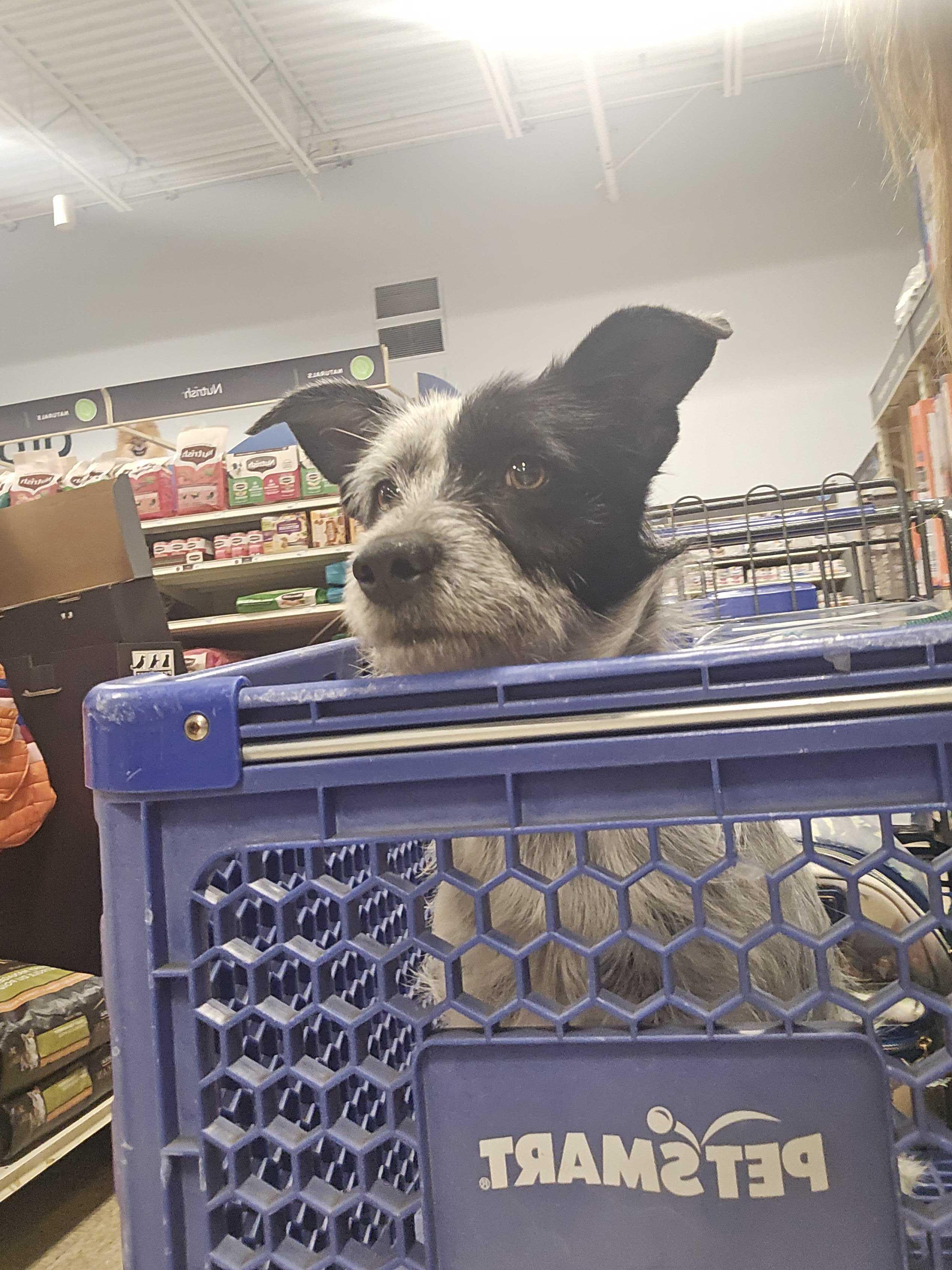 Enlarge Henry, an adopted mixed breed in San Rafael, CA image 2/4