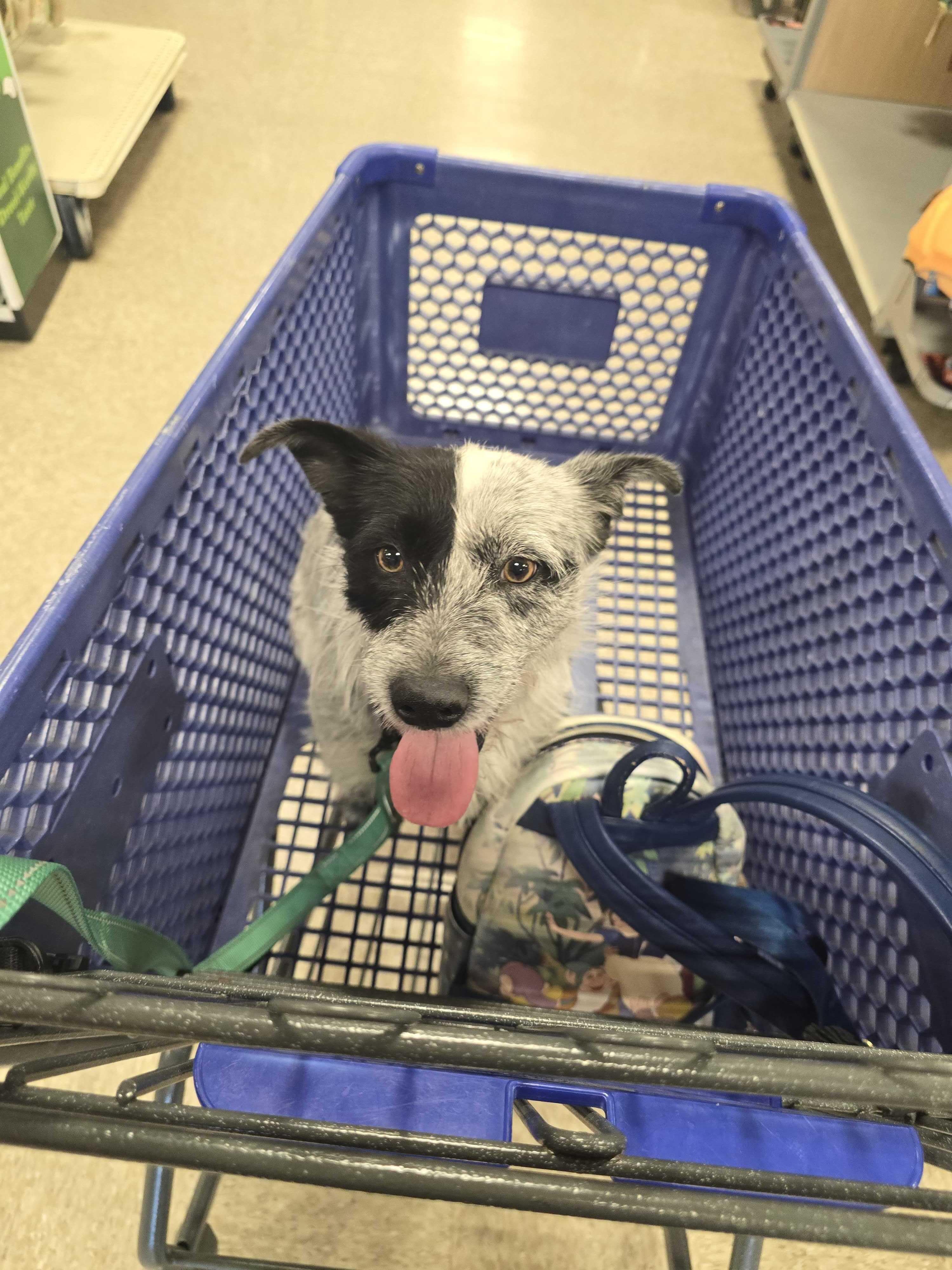 Enlarge Henry, an adopted mixed breed in San Rafael, CA image 4/4