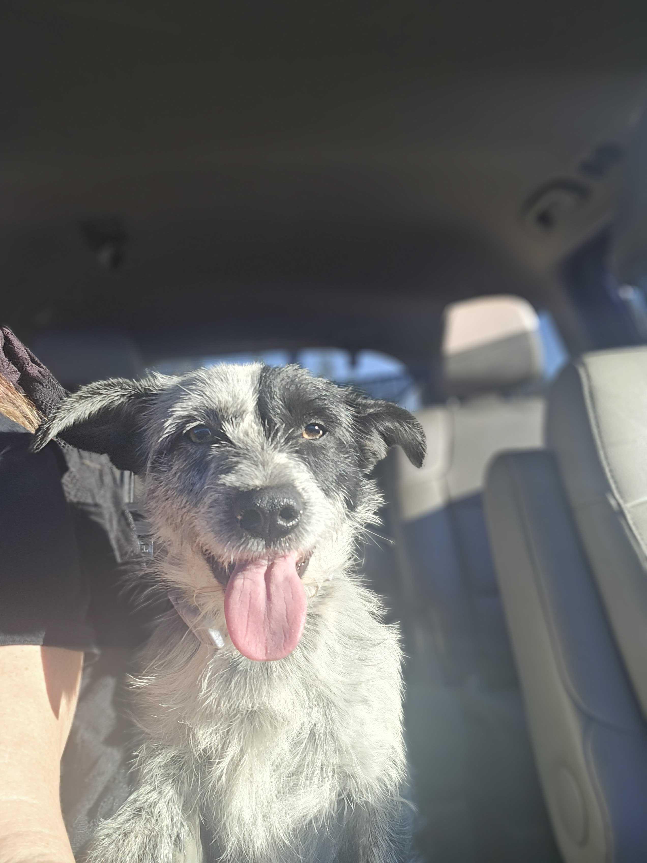 Enlarge Henry, an adopted mixed breed in San Rafael, CA image 3/4