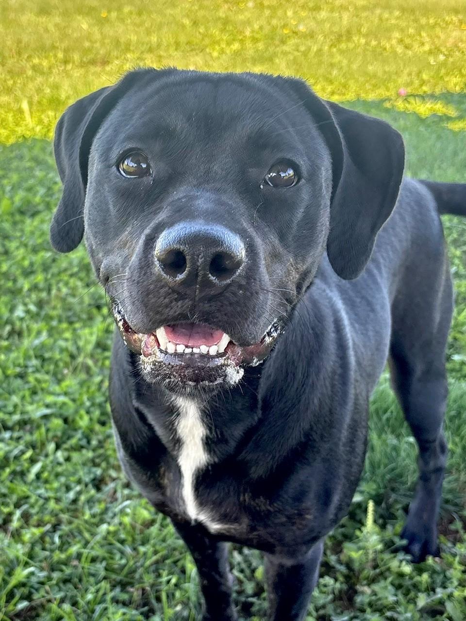 Enlarge Asia, a Adoptable Mixed Breed in Ionia, MI image 6/6