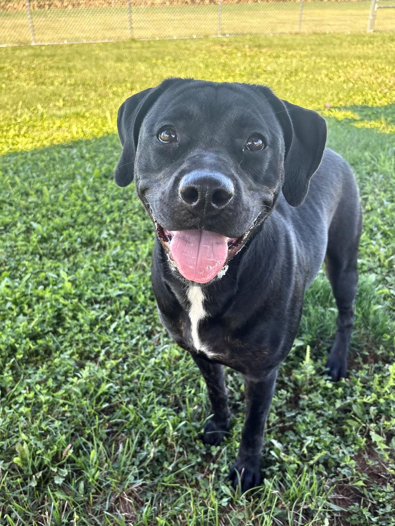 Enlarge Asia, a Adoptable Mixed Breed in Ionia, MI image 5/6