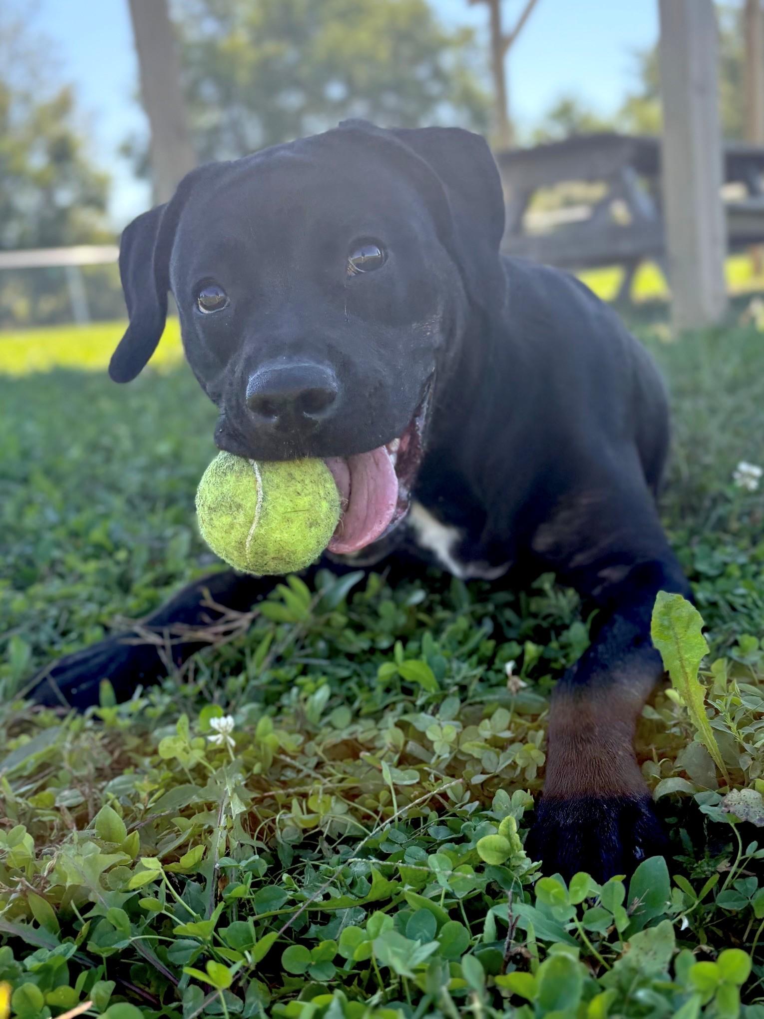 Asia, Adoptable, Young Female Mixed Breed.