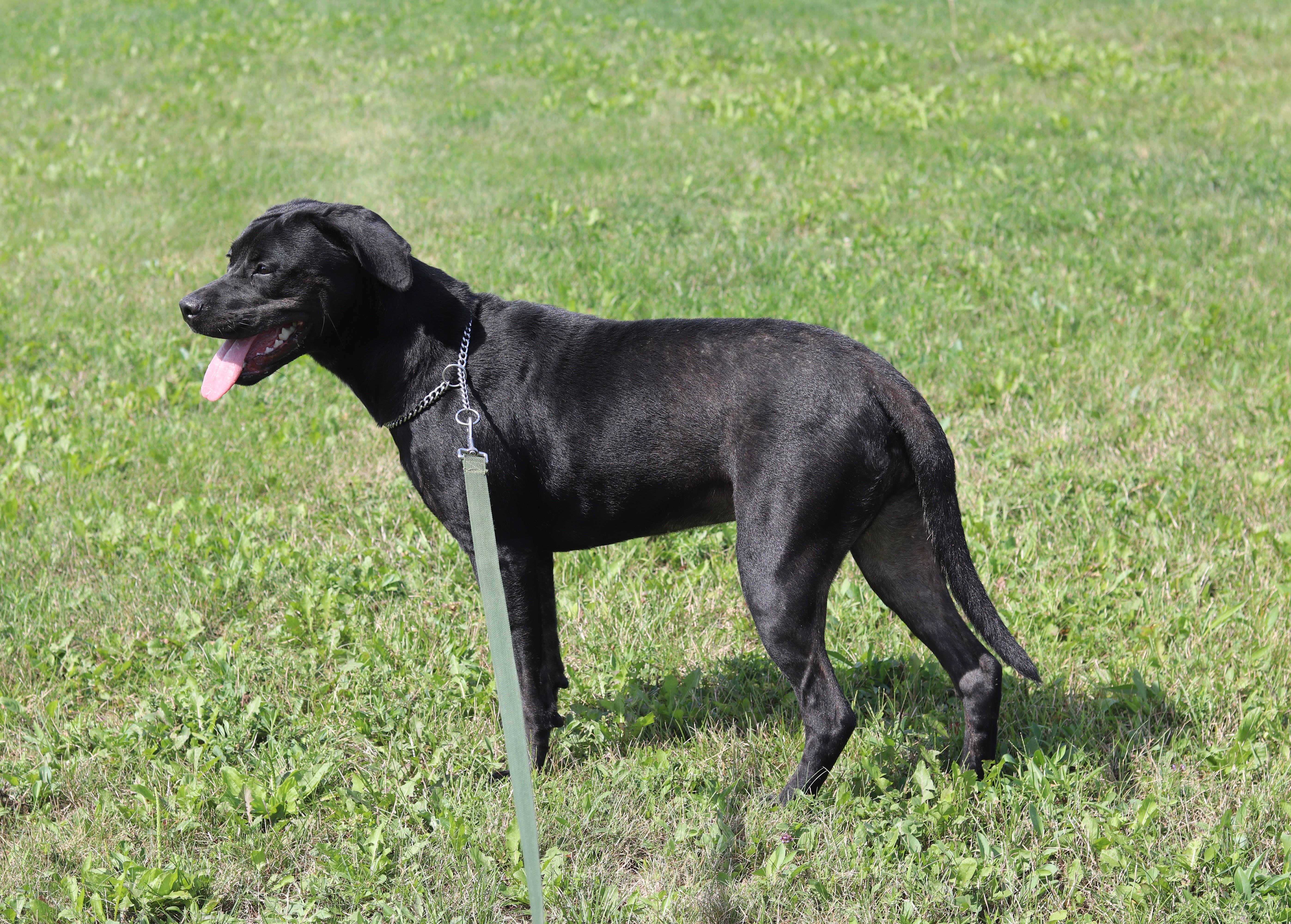 Enlarge Asia, a Adoptable Mixed Breed in Ionia, MI image 3/6