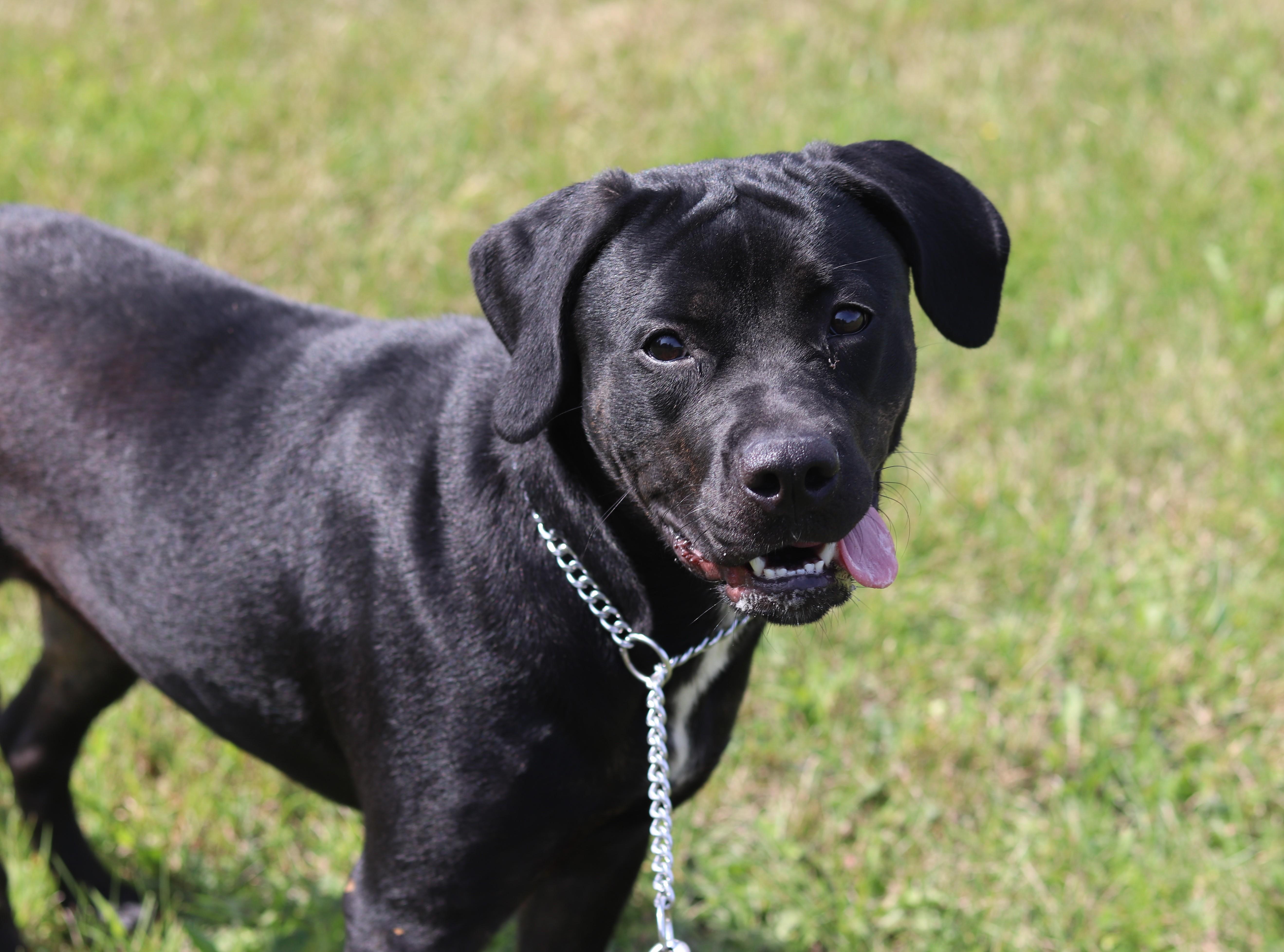 Enlarge Asia, a Adoptable Mixed Breed in Ionia, MI image 2/6