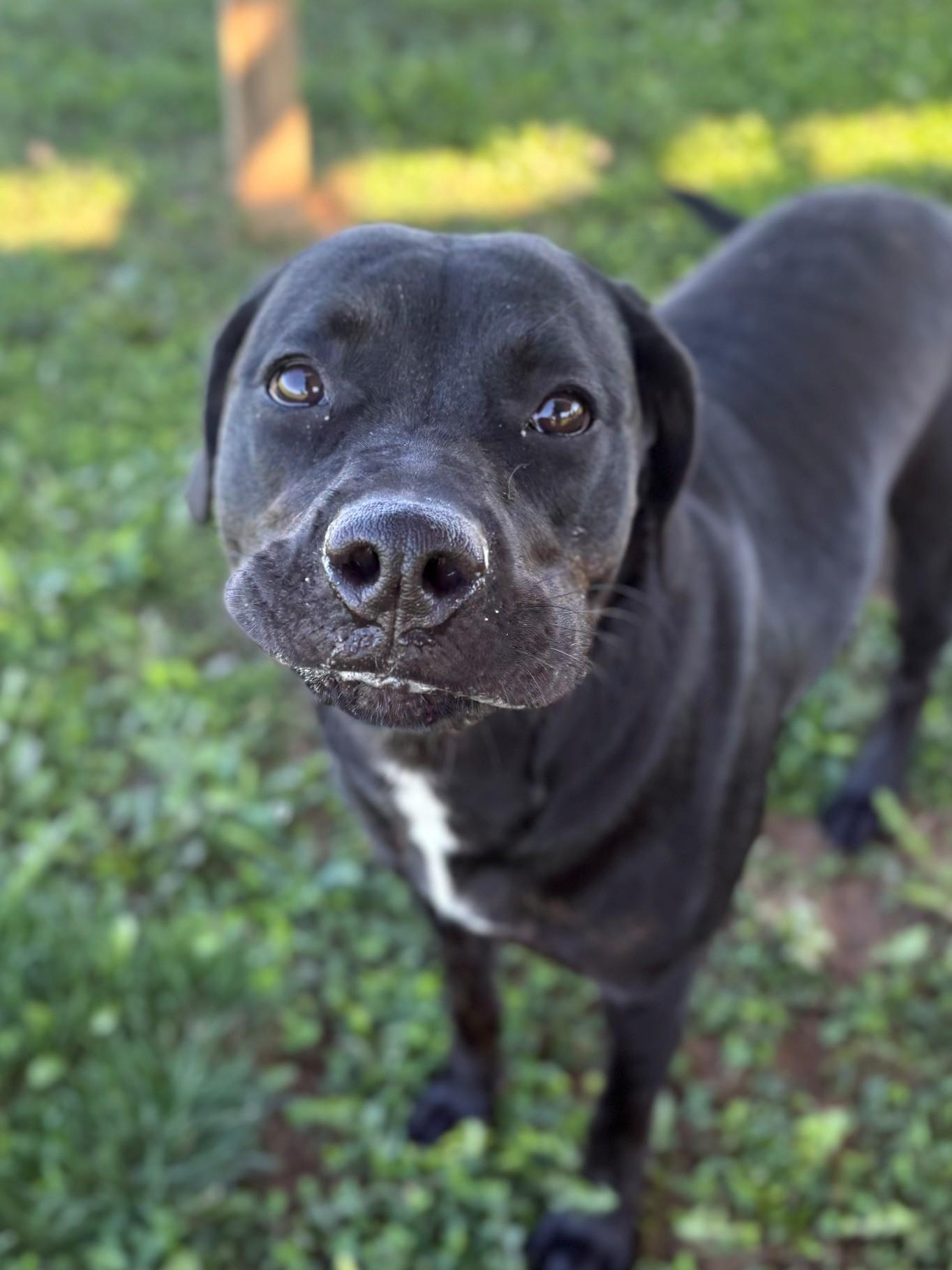 Enlarge Asia, a Adoptable Mixed Breed in Ionia, MI image 4/6