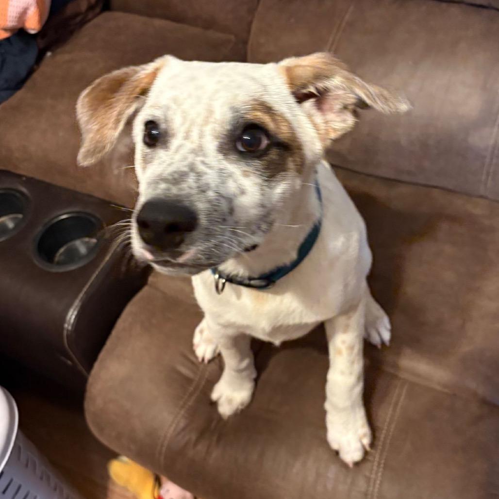 "Dillon" aka Pablo, a Adoptable Cattle Dog in Wadena, MN image 1/6