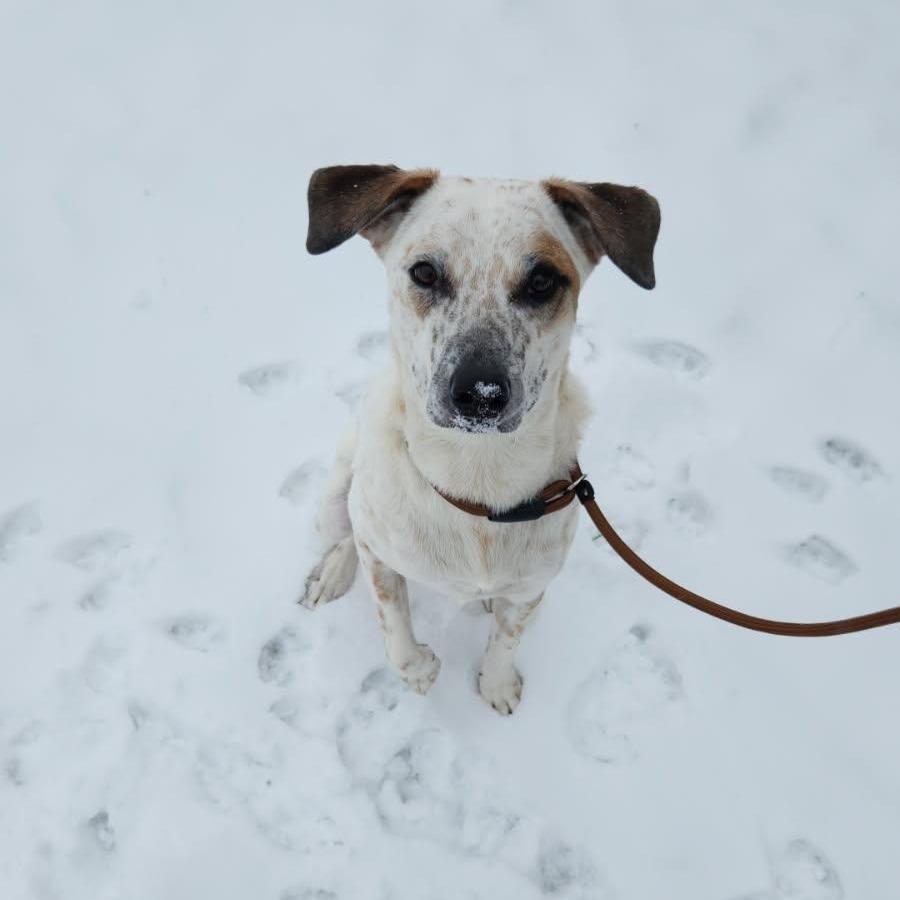 "Dillon" aka Pablo, a Adoptable Cattle Dog in Wadena, MN image 3/6