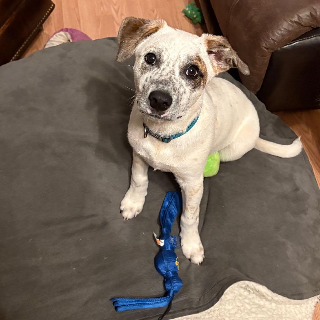 "Dillon" aka Pablo, a Adoptable Cattle Dog in Wadena, MN image 4/6