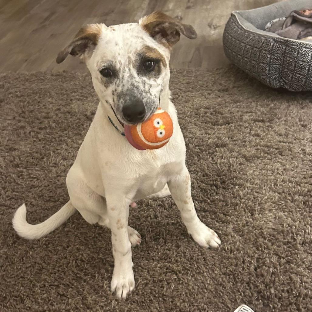 "Dillon" aka Pablo, a Adoptable Cattle Dog in Wadena, MN image 5/6