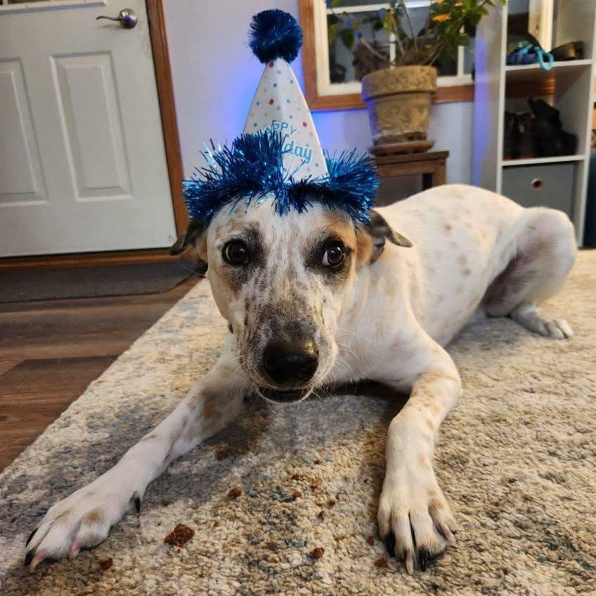 Enlarge "Dillon" aka Pablo, a Adoptable Cattle Dog in Wadena, MN image 5/6