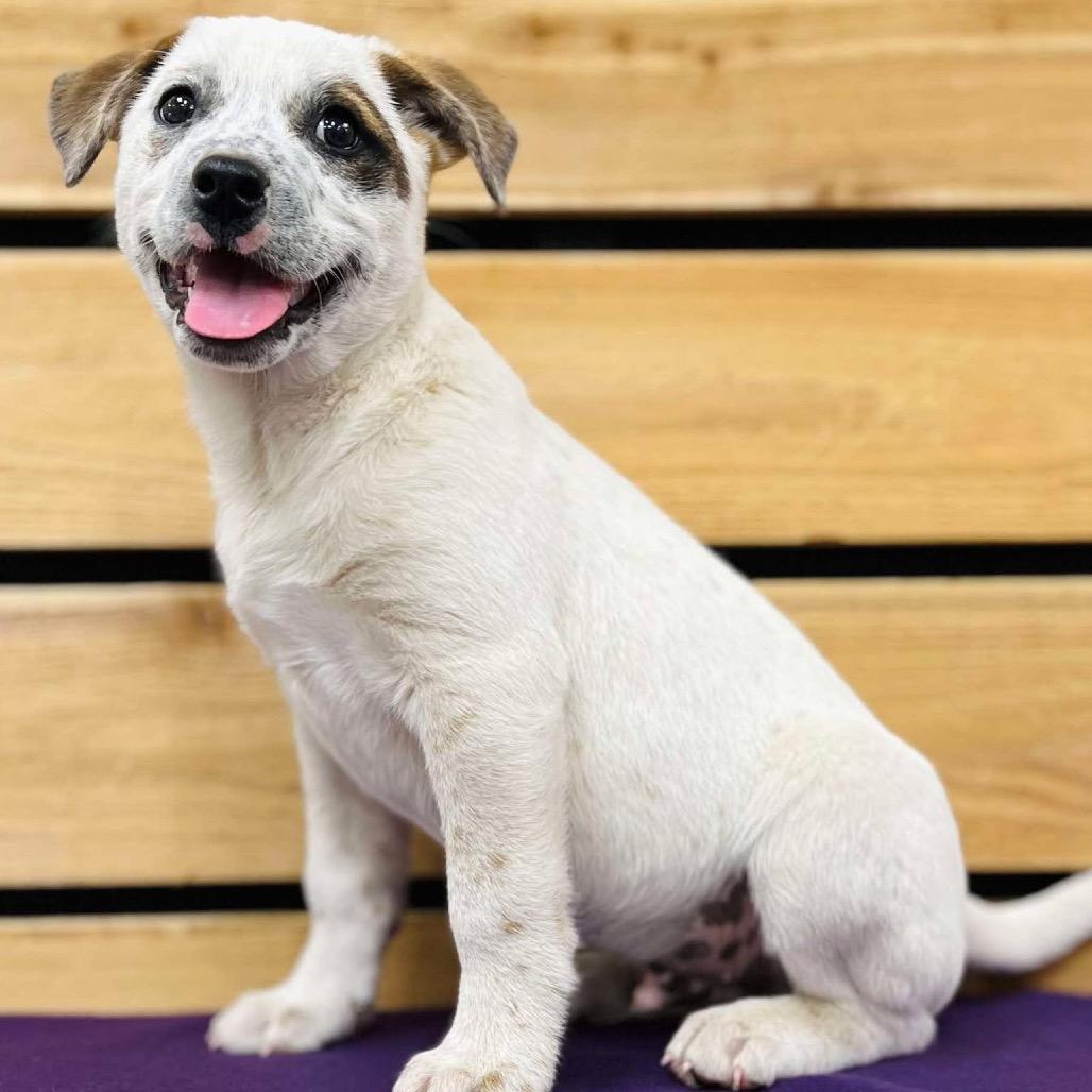 "Dillon" aka Pablo, a Adoptable Cattle Dog in Wadena, MN image 6/6