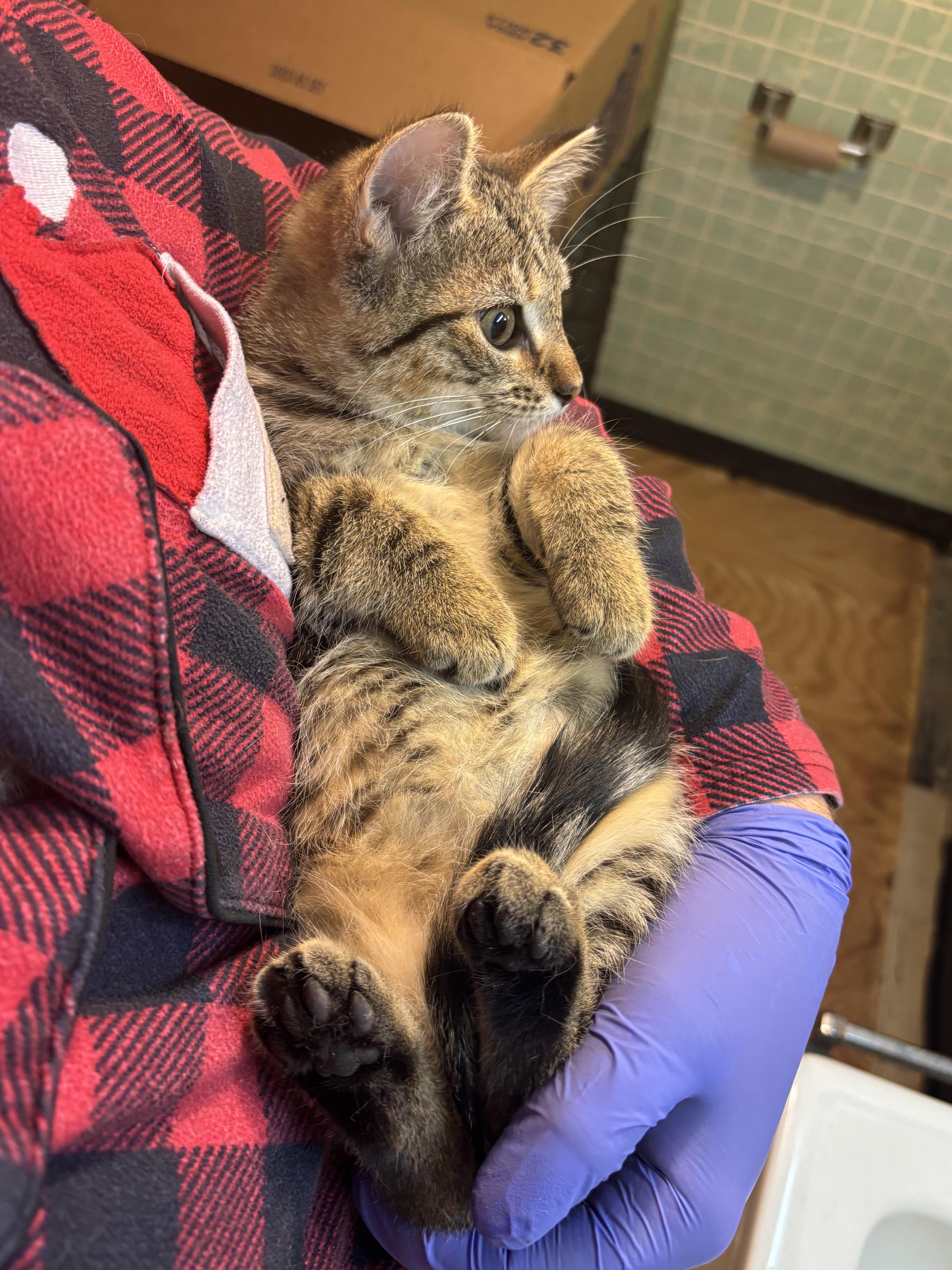 Enlarge Habanero, a Adoptable mixed breed in Athens, OH image 1/1