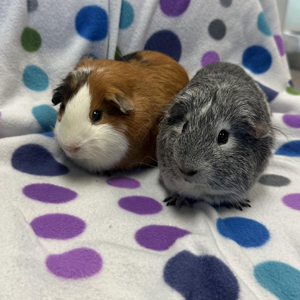 Enlarge Pepper, a Adoptable Guinea Pig in Quakertown, PA image 2/5