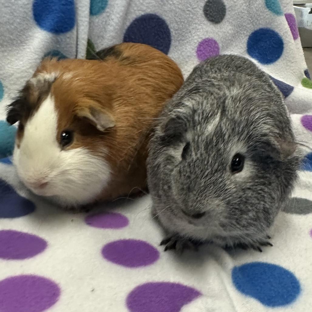 Enlarge Pepper, a Adoptable Guinea Pig in Quakertown, PA image 3/5