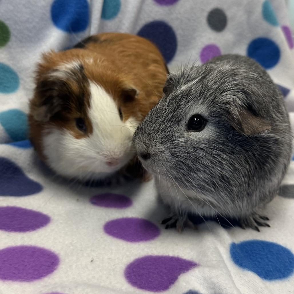 Enlarge Pepper, a Adoptable Guinea Pig in Quakertown, PA image 4/5