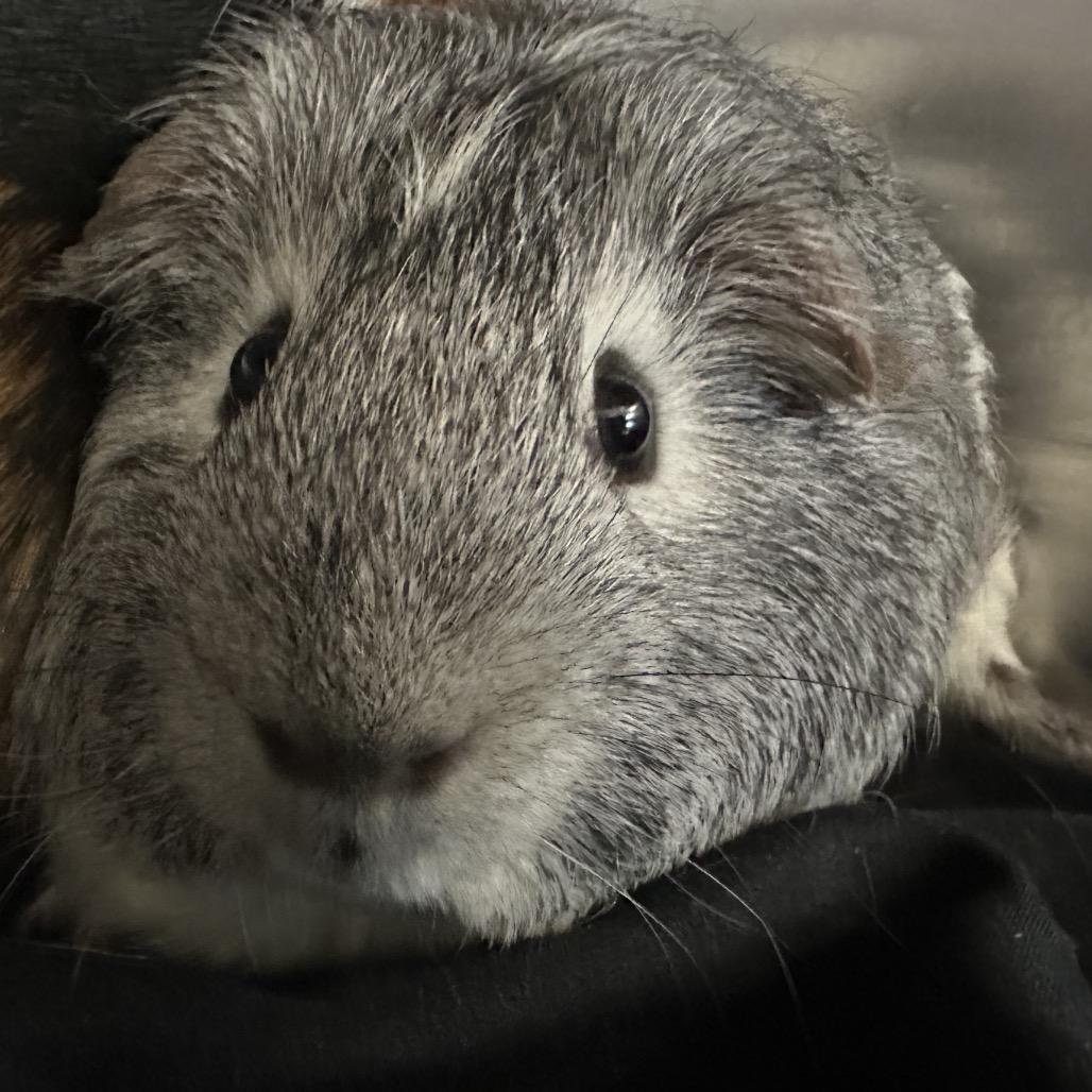 Enlarge Pepper, a Adoptable Guinea Pig in Quakertown, PA image 5/5