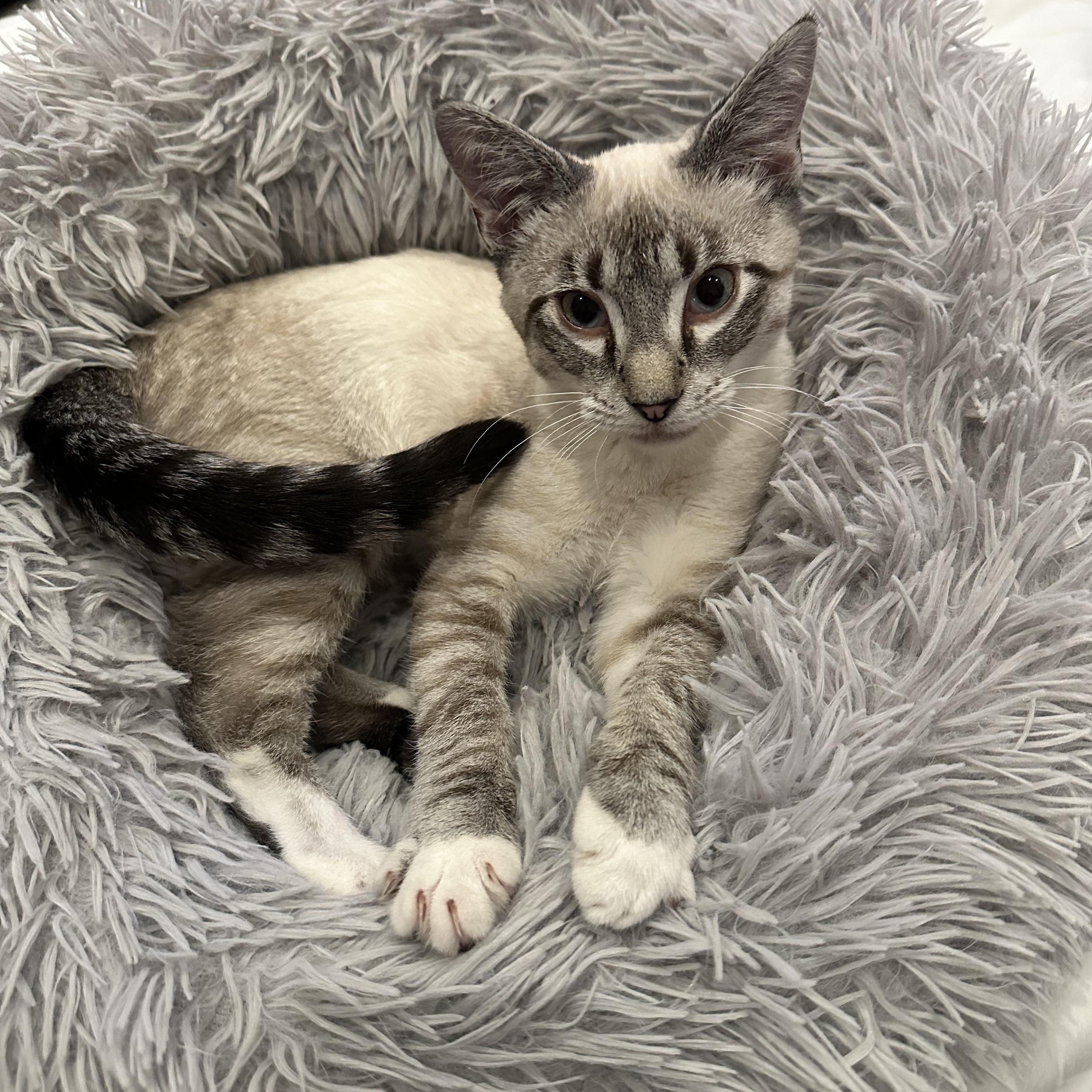Miso, Adopted, Kitten Male Siamese & Domestic Short Hair.