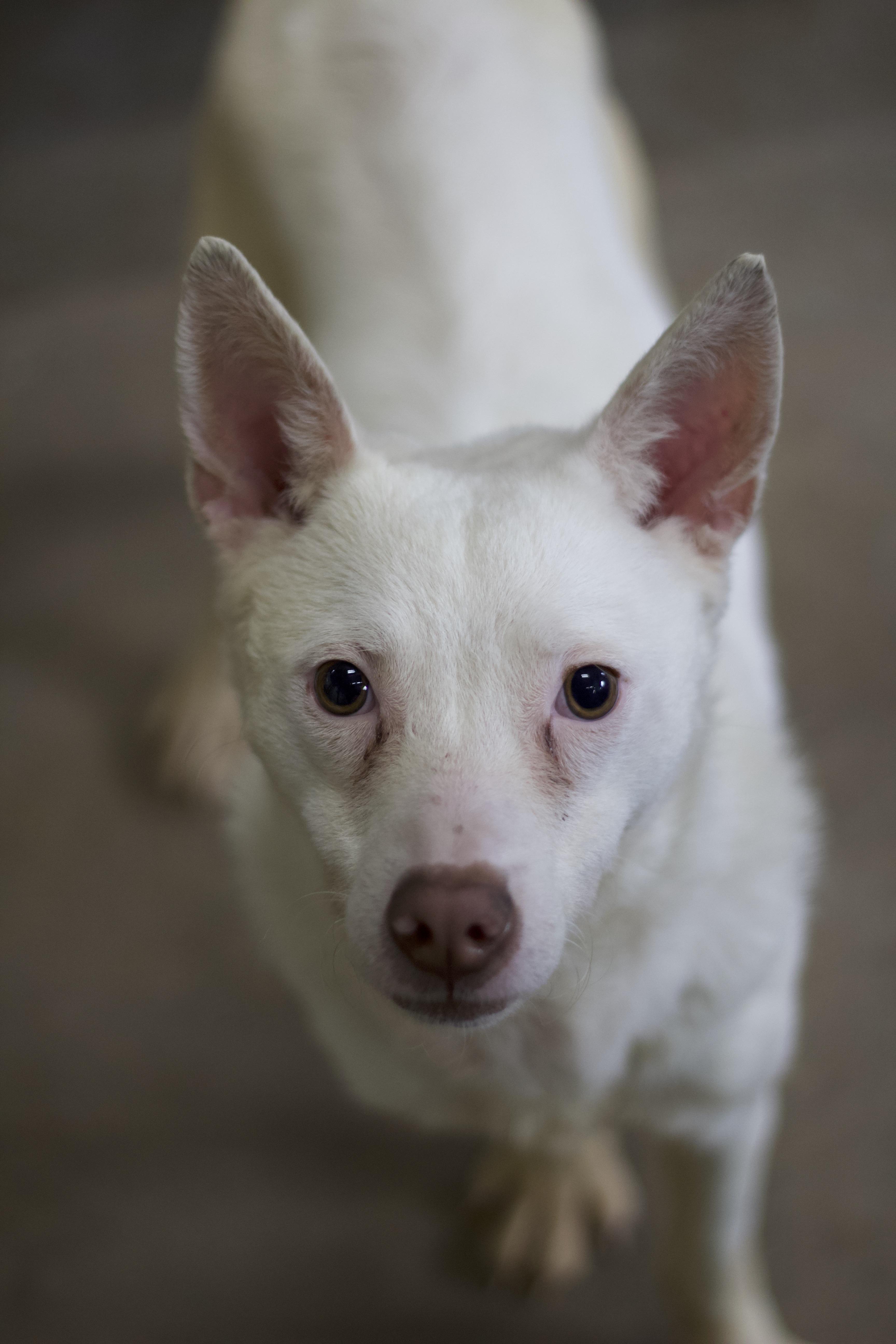 Toby, Adoptable, Young Male Jack Russell Terrier & Husky.