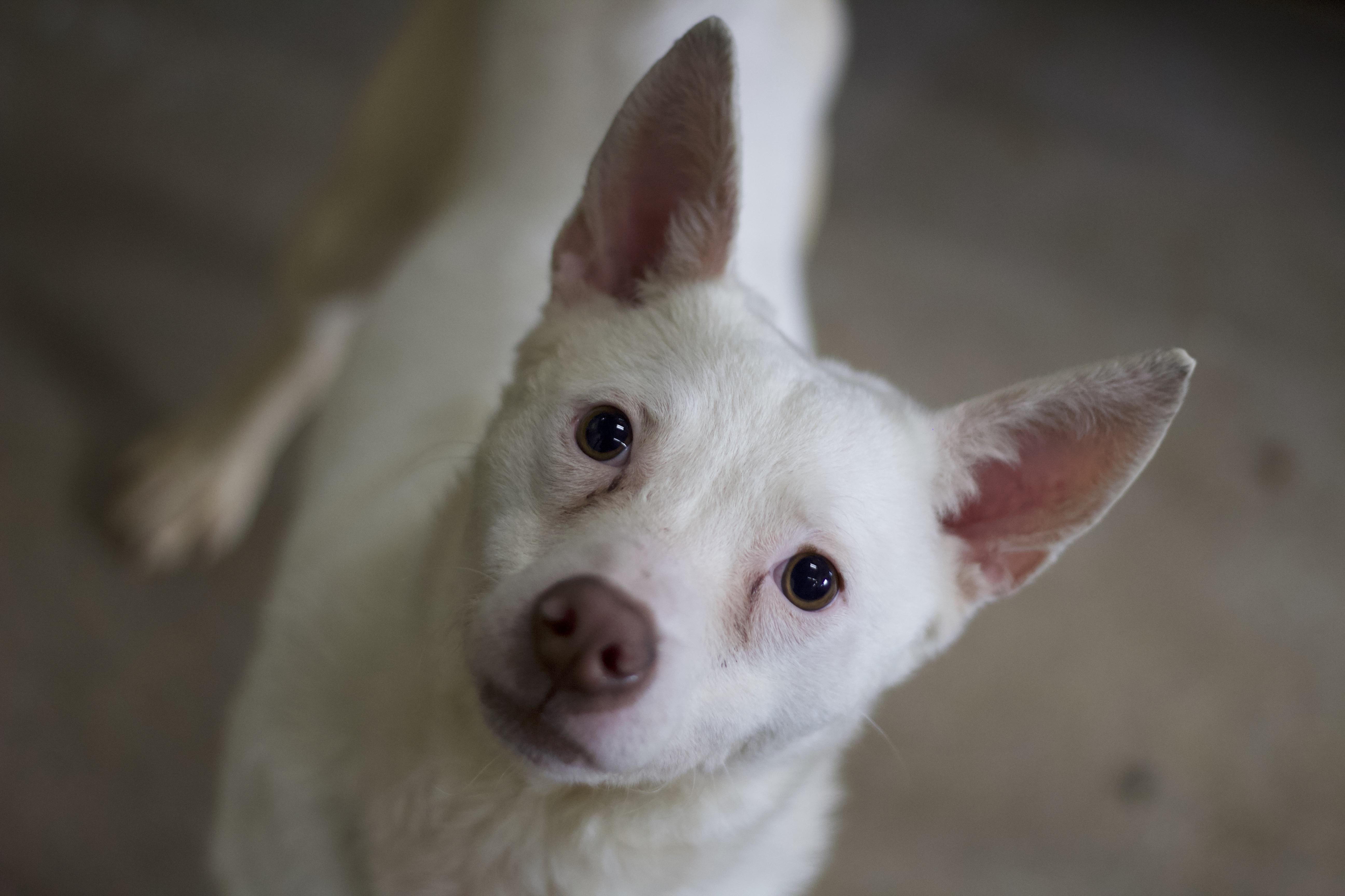 Toby, a Adoptable mixed breed in Ottumwa, IA image 2/2