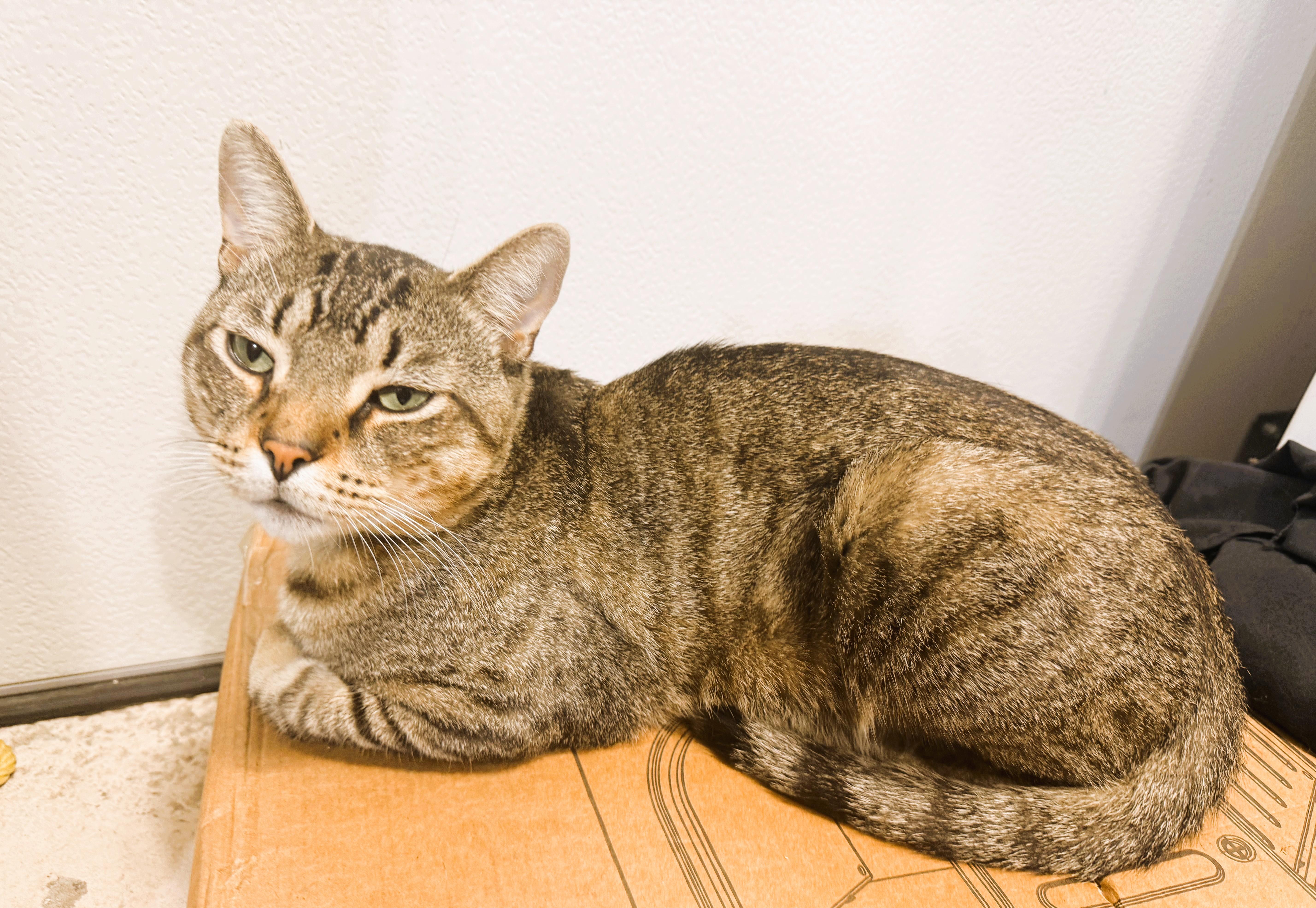Enlarge Brooke, a Adoptable Domestic Short Hair in South Ozone Park, NY image 1/5