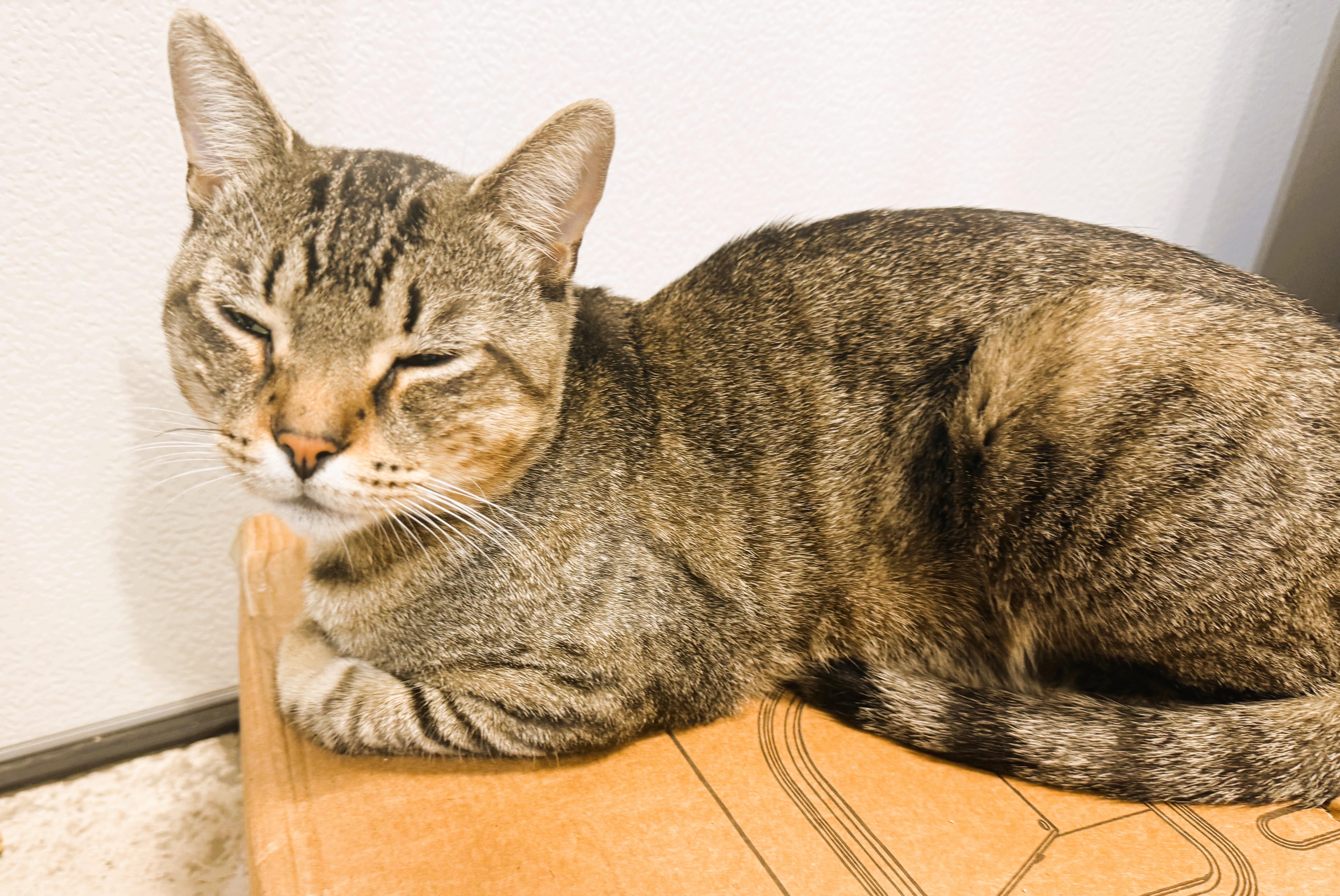 Enlarge Brooke, a Adoptable Domestic Short Hair in South Ozone Park, NY image 2/5